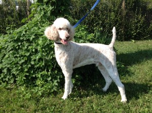Champ - Male Poodle