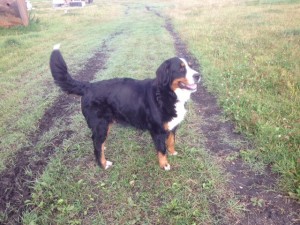 Sophie - Bernese Mountain Dog