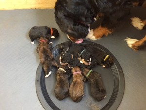 Heidi's Litter
