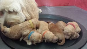 Meisje and some of her litter