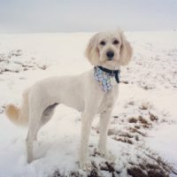 Meisje - Goldendoodle