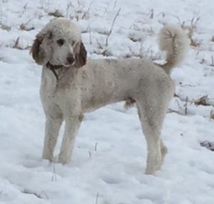 Jack - Standard Poodle