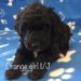 Bernedoodle Puppy