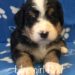 Bernedoodle Puppy