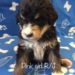 Bernedoodle Puppy