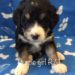 Bernedoodle Puppy