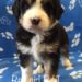 Bernedoodle Puppy
