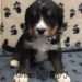 Green Boy - Bernedoodle puppy