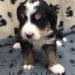 Yellow Girl - Bernedoodle puppy