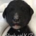 Black Girl - Bernedoodle puppy