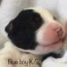 Blue Boy - Bernedoodle puppy