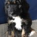 Blue Boy - Bernedoodle puppy