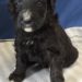 Black Girl - Goldendoodle puppy picture