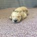 Beige Girl - Goldendoodle puppy picture