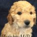 Black Boy - Goldendoodle puppy picture