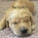 Blue Boy - Goldendoodle puppy picture