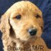 Brown Girl - Goldendoodle puppy picture