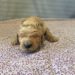 Green Boy - Goldendoodle puppy picture