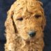 Pink Girl - Goldendoodle puppy picture