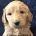Purple Girl - Goldendoodle puppy picture