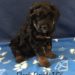 Black Boy - Bernedoodle puppy picture