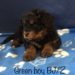 Green Boy - Bernedoodle puppy picture