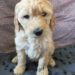 Beige Girl - Goldendoodle puppy picture