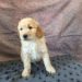 Black Boy - Goldendoodle puppy picture