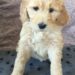 Yellow Girl - Goldendoodle puppy picture