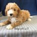 Beige Girl - Bernedoodle puppy picture