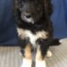 Black Boy - Bernedoodle puppy picture