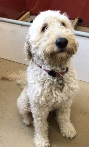 Daisy - Goldendoodle