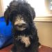 Lite Blue Girl - Bernedoodle puppy picture