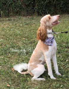 Smiley - Standard Poodle