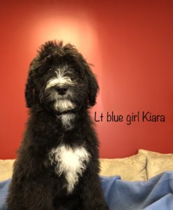 Lite Blue Girl - Bernedoodle puppy picture