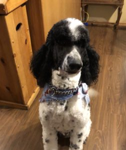 Picture of Dogs of Jersey Acres Standard Poodle named Charlie