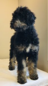 Black Boy - Goldendoodle puppy from Dogs of Jersey Acres