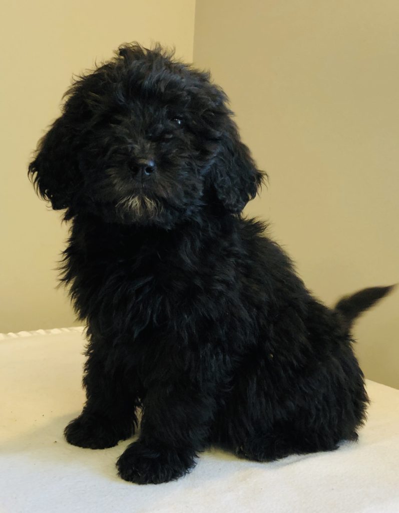 Orange Boy - Bernedoodle puppy from Dogs of Jersey Acres