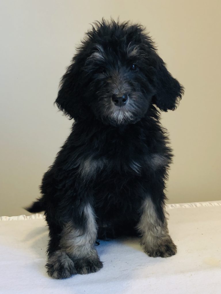 Pink Girl - Bernedoodle puppy from Dogs of Jersey Acres