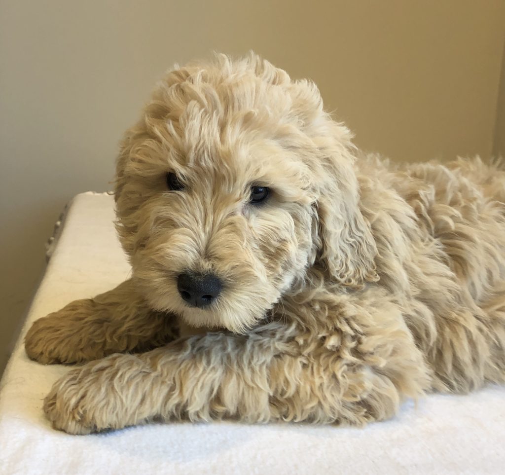 Brown Boy - Goldendoodle puppy from Dogs of Jersey Acres