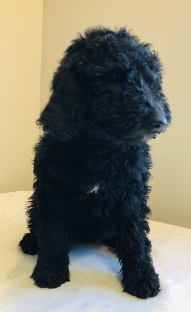 Pink Girl - Goldendoodle puppy from Dogs of Jersey Acres