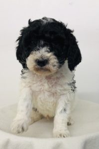 Black Boy - Poodle puppy from Dogs of Jersey Acres