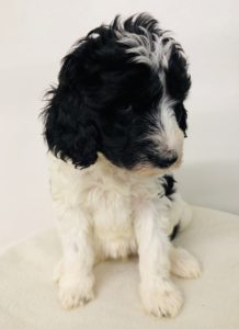 Lite Blue Girl - Poodle puppy from Dogs of Jersey Acres