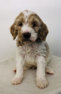 Orange Boy - Poodle puppy from Dogs of Jersey Acres