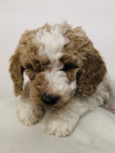 Red Boy - Poodle puppy from Dogs of Jersey Acres