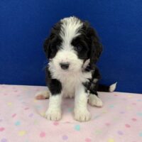 young black and white female Bernedoodle puppy sitting on a pink blanket