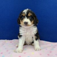 young tri colored black brown and white male Bernedoodle puppy sitting on a pink blanket
