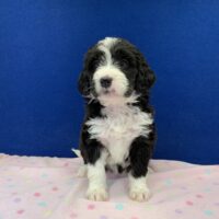 young black and white female Bernedoodle puppy sitting on a pink blanket