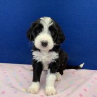 young black and white female Bernedoodle puppy sitting on a pink blanket